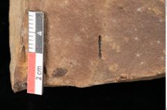 Foto (Detailansicht) von Graminea ? sp.  (NHMW-GEO-2024-0188-0388)